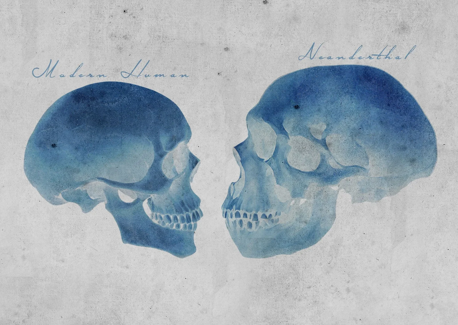 Neanderthal Fetus Mirrors Modern Babies, but Limbs Hint at Faster Prenatal Growth