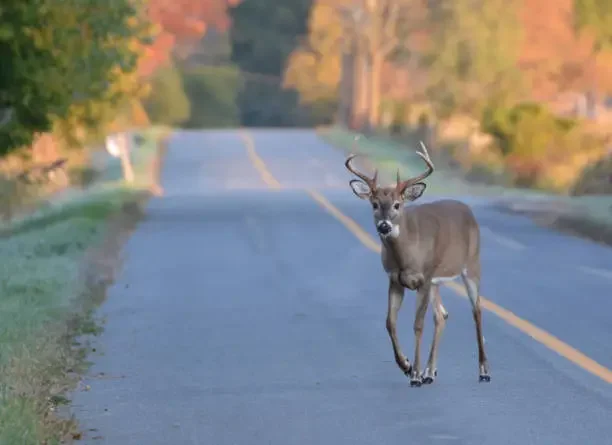 Oklahoma Reports Second Case of 'Zombie Deer' in 2023