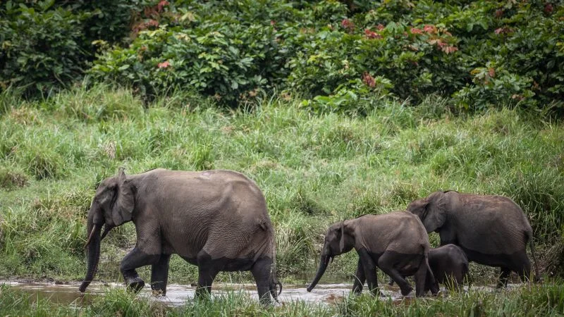 Elephant dung seeds ebony’s future for guitars