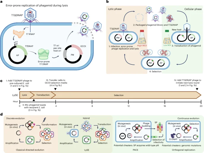 LySE: A tunable phage-bacteria platform for rapid, on-target evolution of large gene clusters