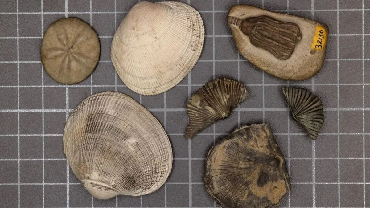 Ancient Ocean Heatwaves Hint at Today’s Warming Danger