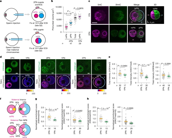 Cytoplasmic rivalry between parental pronuclei governs zygote epigenetic fate