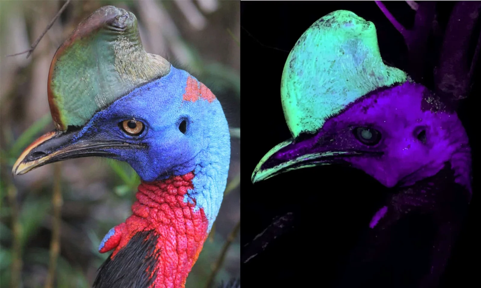 UV Light Unmasks a Hidden Glow on Cassowary Casques