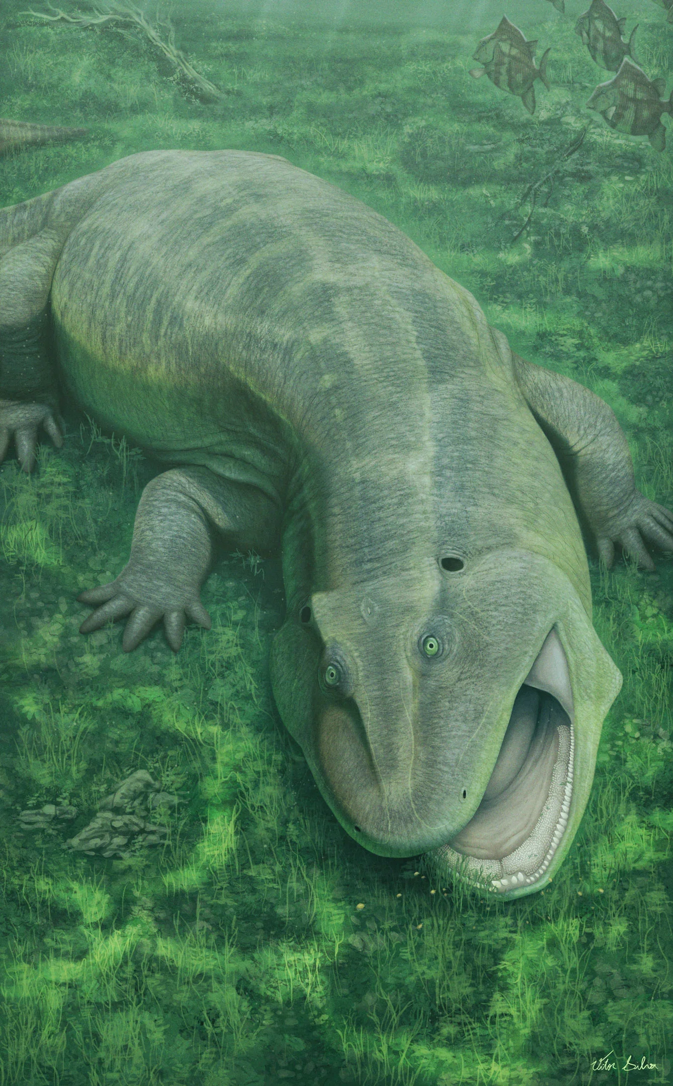 Twisted-Jaw Tetrapod from Gondwana Illuminates Early Plant-Eating Life
