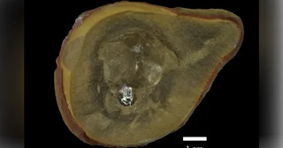 Oldest octopus claim debunked: fossil identified as a nautiloid relative