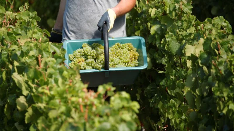 US Achieves Historic Feat at 2026 Decanter World Wine Awards, Texas Wineries Shine