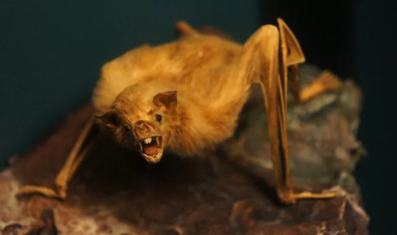 Mexico's Vampire Bats May Drive Cross-Species CWD Spread, Study Finds