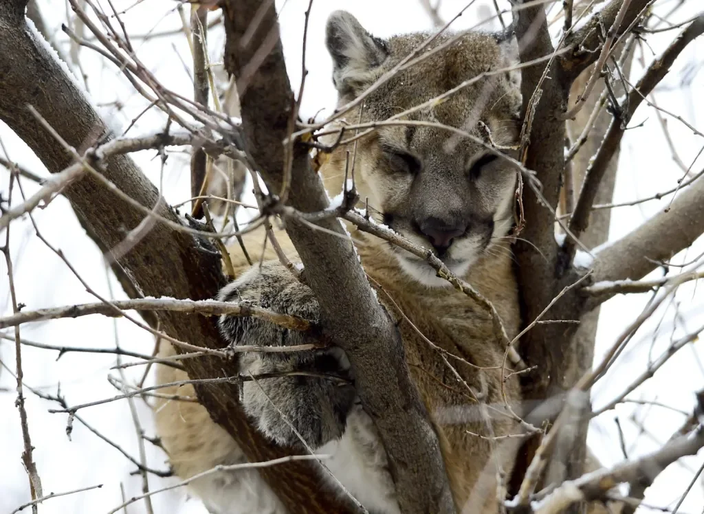 Mountain Lion Attacks Man in Hot Tub in Colorado and Arizona