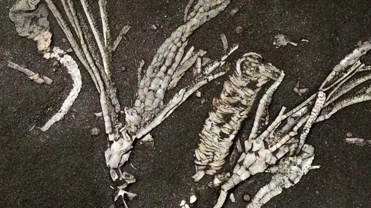 Ultra-Rare 450-Million-Year-Old Crinoid Fossil Preserves Soft Tissues