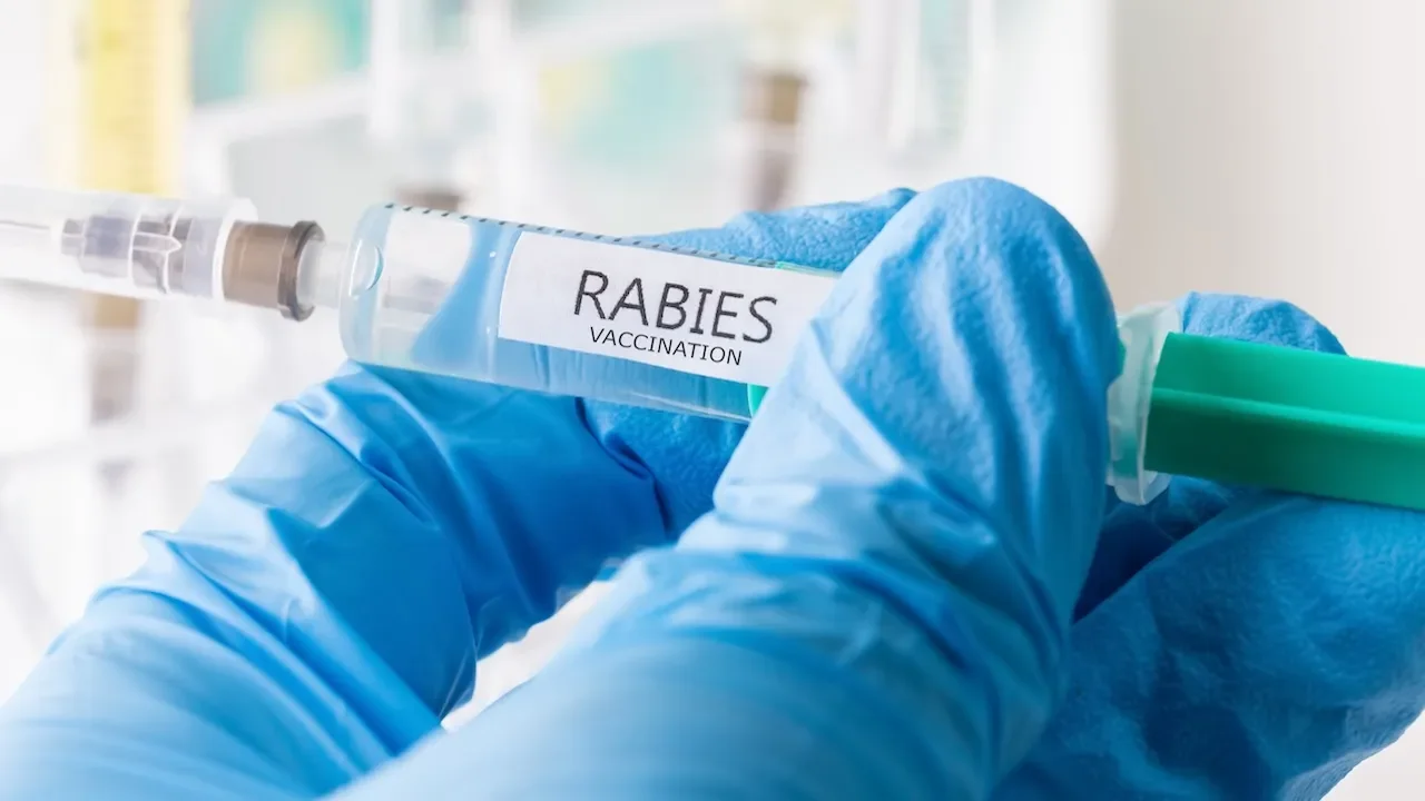Ontario boy’s bat encounter prompts health-warning after rabies death