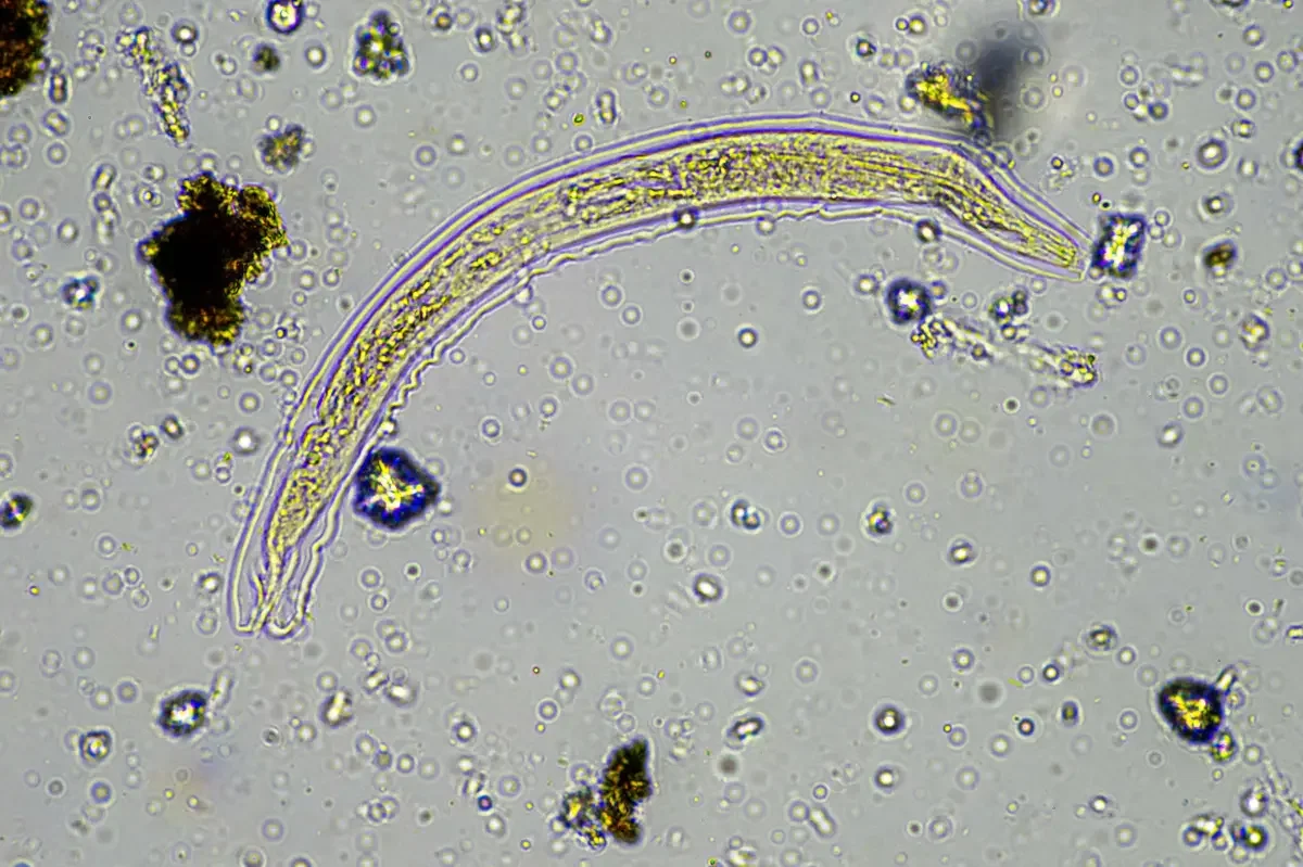 Ancient rotifer revived from 24,000-year freeze and begins reproducing