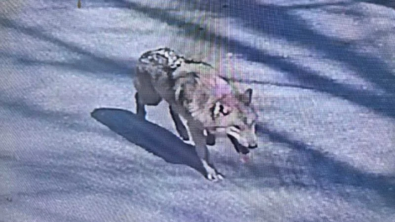 Daejeon Wolf Neukgu Reunited With Zoo After Nine-Day Search