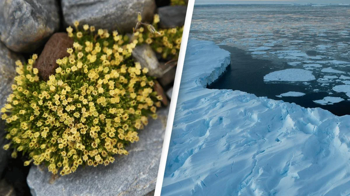 Concerns Rise as Flowers Flourish in Antarctica