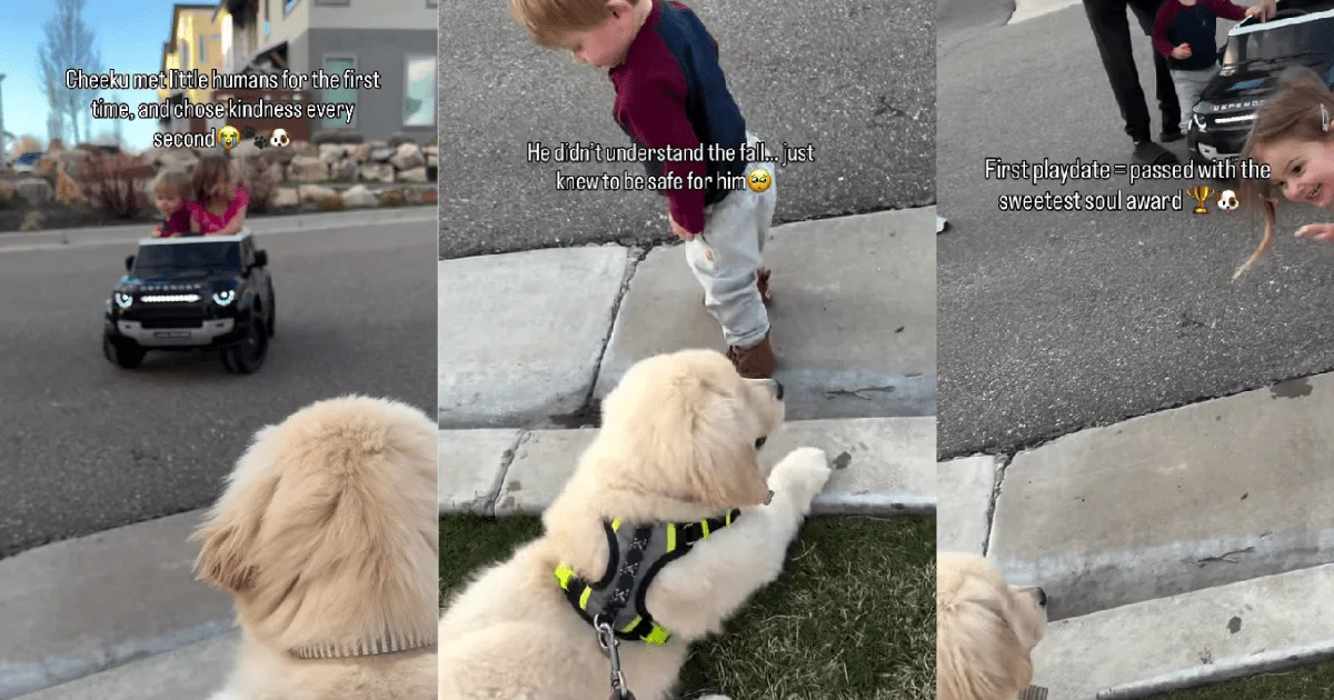 Cheeku the Golden Retriever Shows Big Heart With Tiny Friends