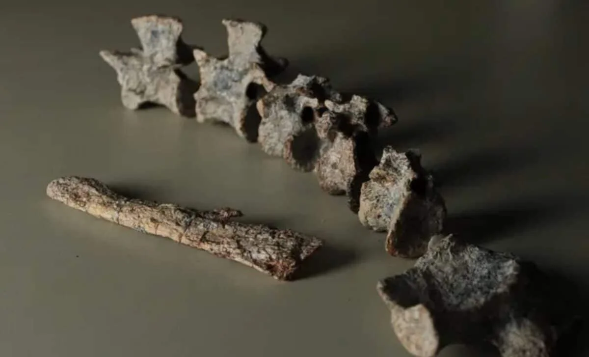 Armored Crocodile Relative From Triassic Brazil Predates Dinosaurs