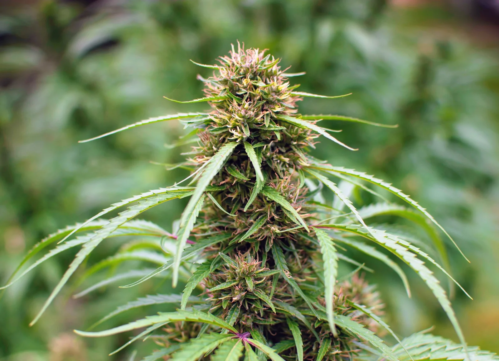 Non-THC Cannabis Compounds Drive Metabolic Benefits, Study Finds