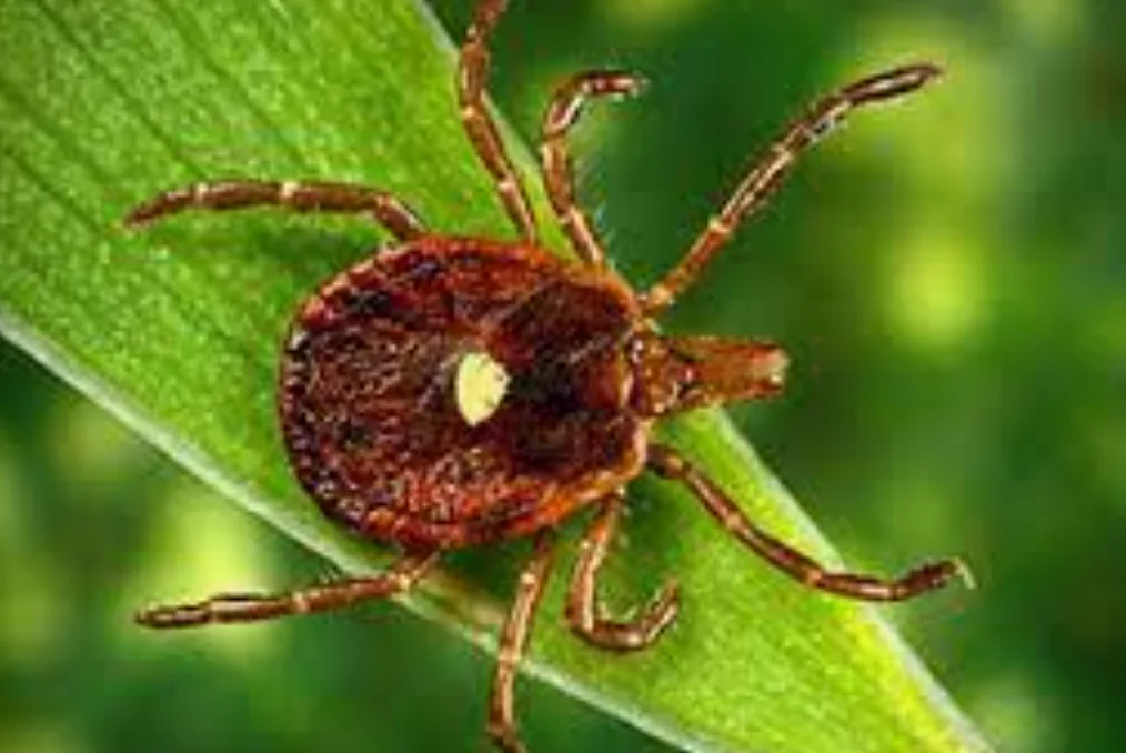 Early tick surge expands across the U.S. as warming reshapes habitats