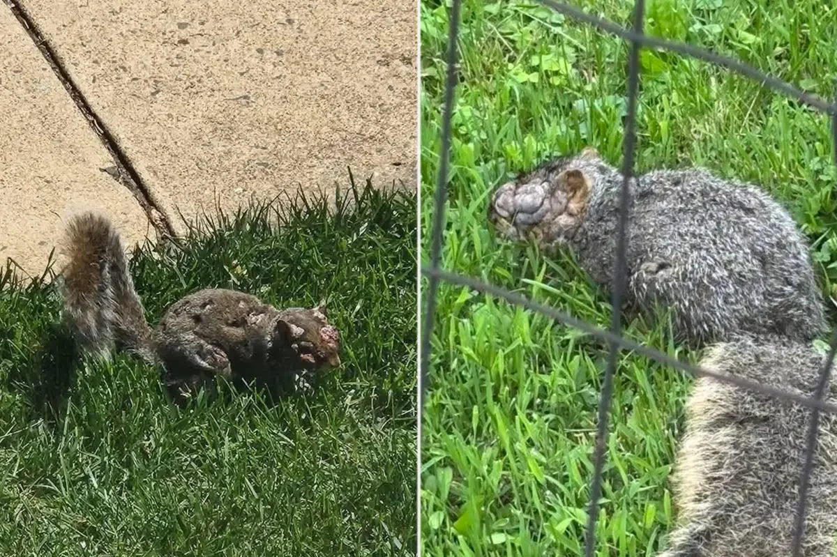 Wart‑Ridden Squirrels Roam U.S. Backyards, Traced to a Viral Skin Disease