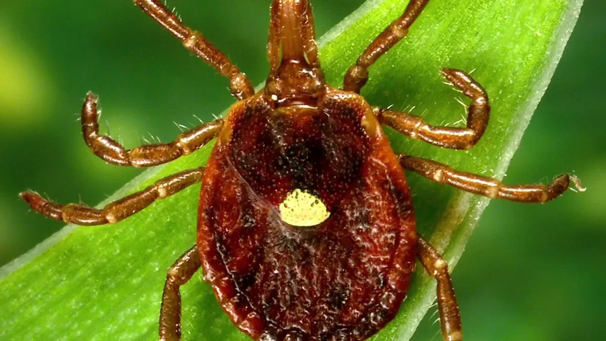 Tick bites can trigger a rare meat allergy: alpha-gal syndrome explained
