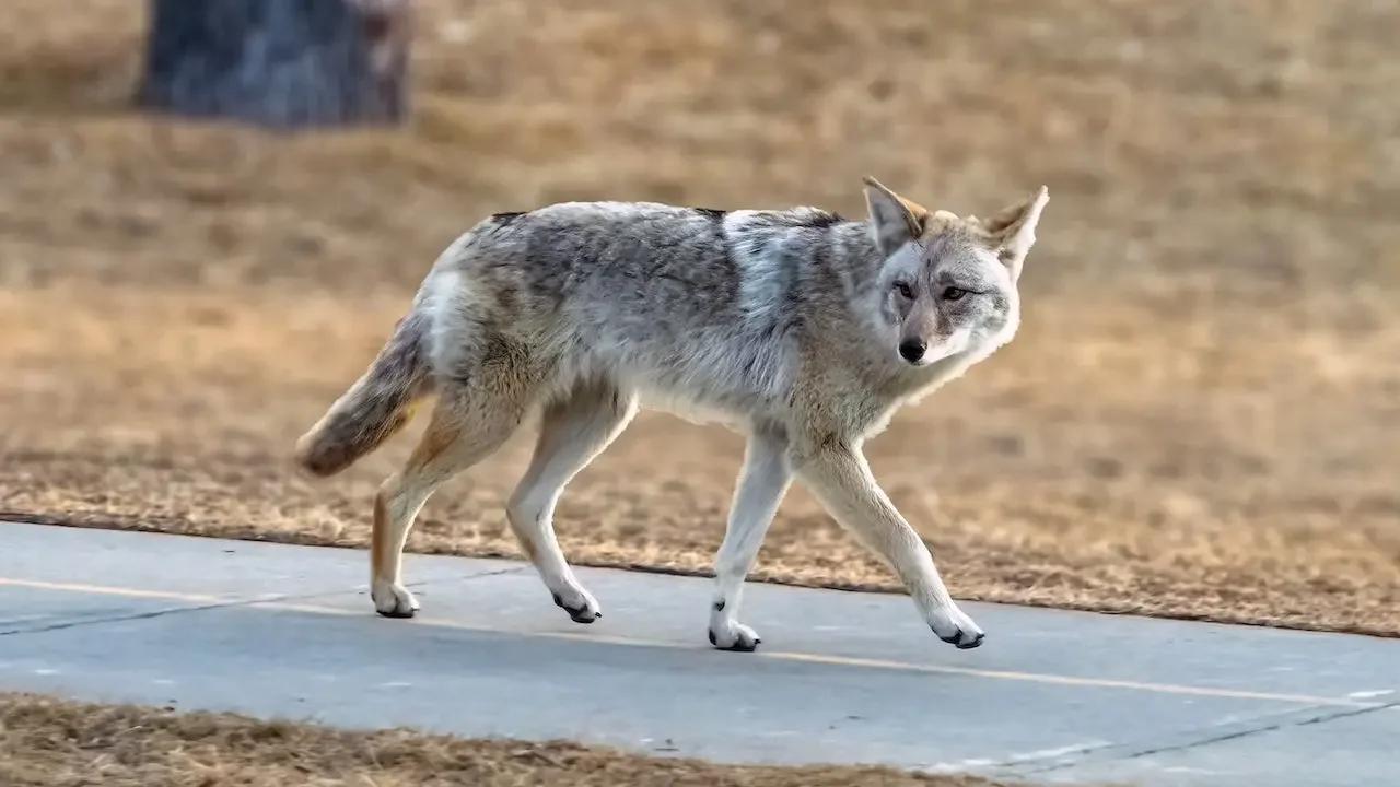 First West Coast Find of Deadly Fox Tapeworm in Coyotes