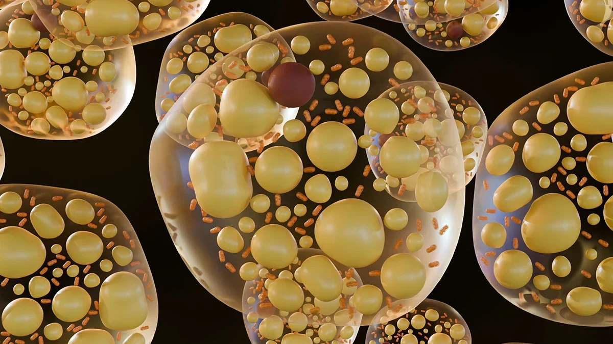 New Enzyme Pocket Regulates Brown Fat Heat and Bone Health