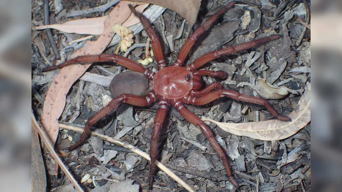 New Giant Trapdoor Spider Species Discovered in Australia
