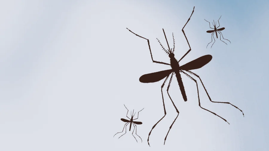La Crosse Virus Case Reported in Claiborne County, 2026