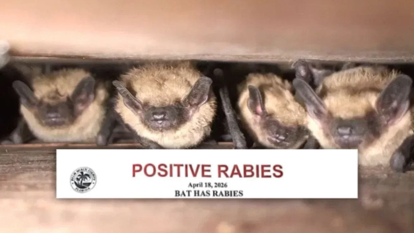 Rabies confirm in Loxahatchee after bat hid in a shoe bites resident