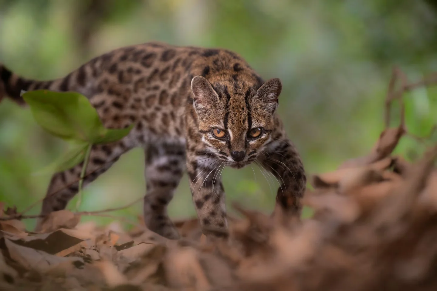 Bolivia’s Leopardus tilcayo: a newly confirmed small wild cat after a century