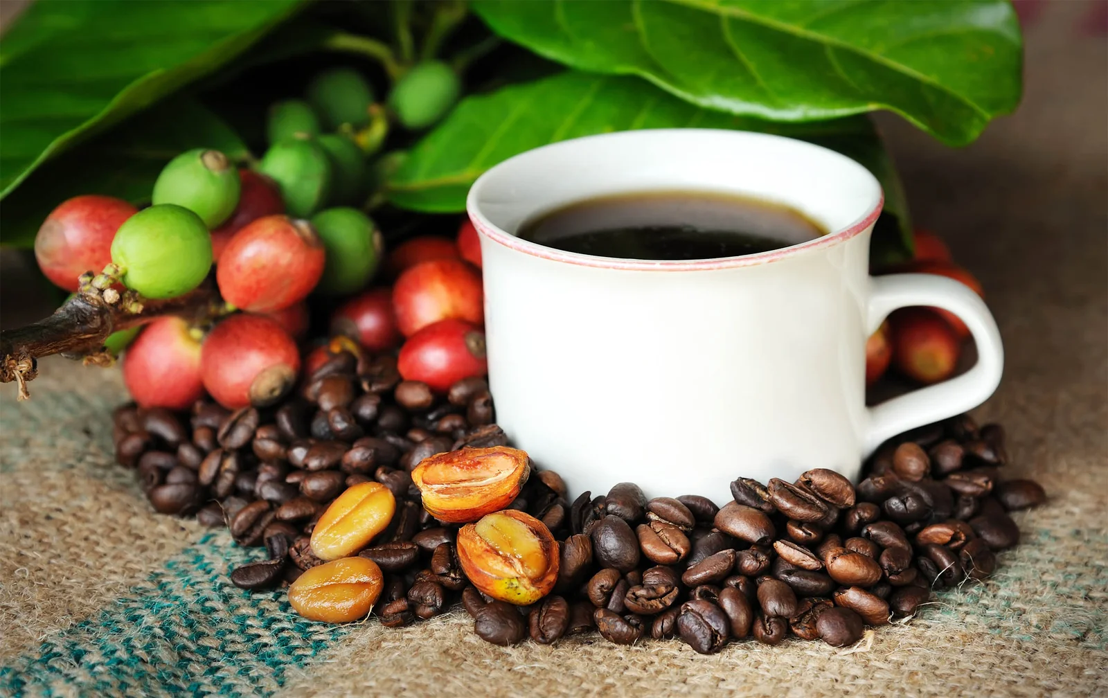 Coffee’s hidden mechanism: NR4A1 activation linked to healthier aging and reduced inflammation