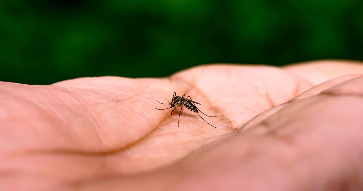 "Dengue Fever Spreads in Florida: Risks and Precautions"