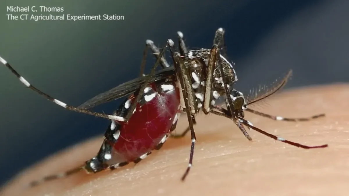 Daylight-Active Asian Tiger Mosquitoes Surge Across Chicago Suburbs