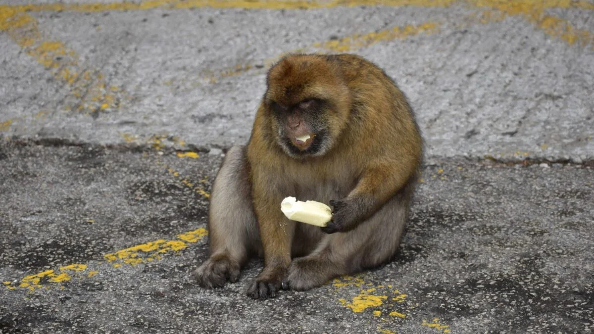 Tourists Linked to Dirt-Eating in Gibraltar Macaques, Study Finds