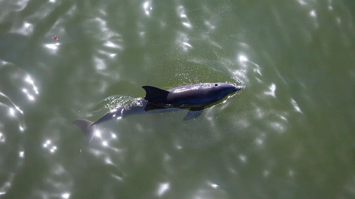 Black Sea dolphin deaths linked to Ukraine-Russia conflict.