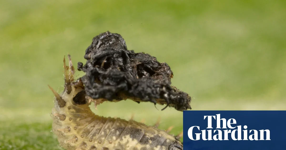 Beetle’s poo shield and patient volunteers reveal Wales’s hidden wildlife