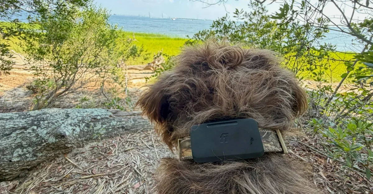 Fi Ultra brings Starlink to pet tracking for off-grid dogs