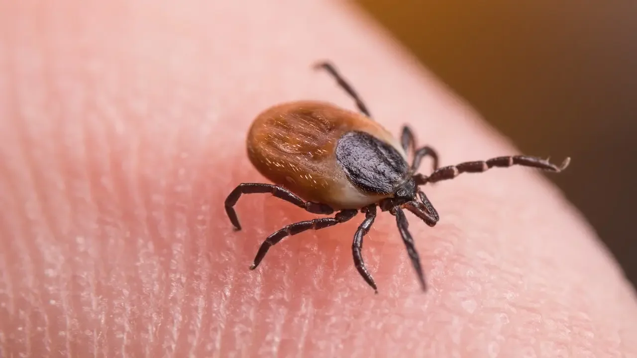 ER Tick-Bite Surge Signals Widening Lyme Disease Threat