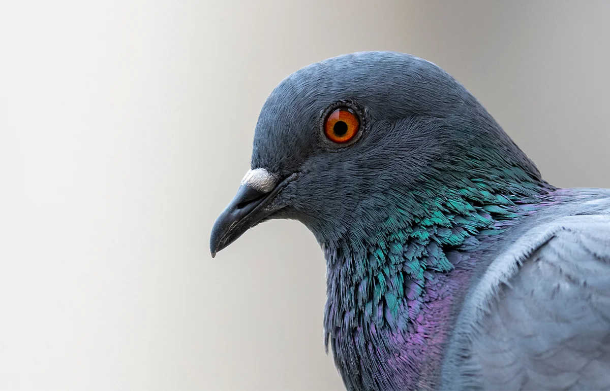 Urban Birds Startle More at Women Than Men, Study Finds
