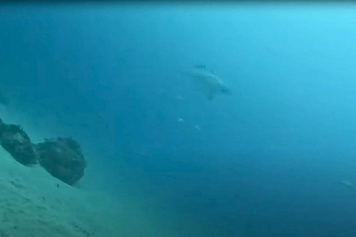 Shark-eye View: Nurse Shark's Camera Captures Surprise Great White Encounter