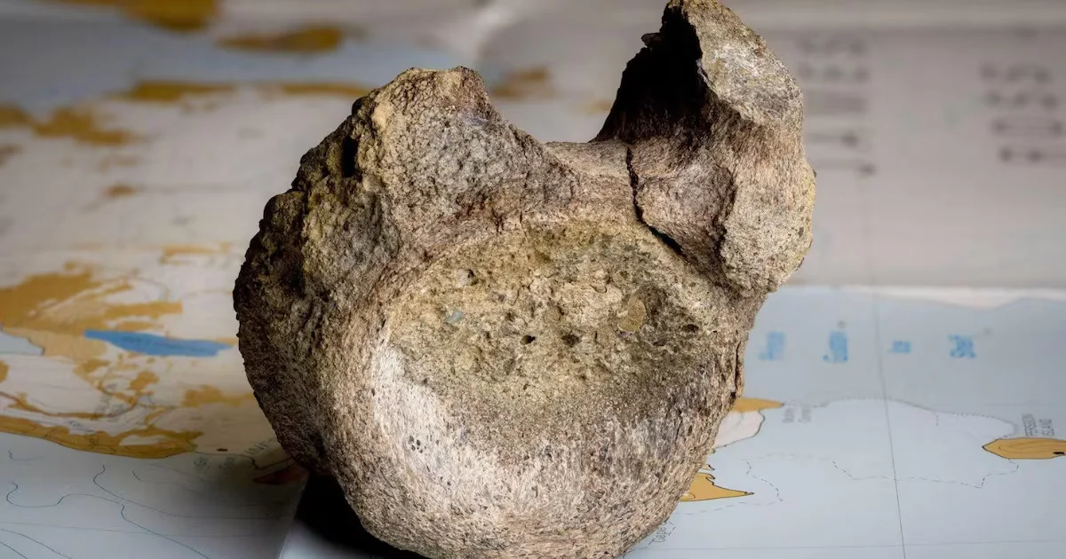 Antarctica Reveals Its First Dinosaur Bone Hidden in a Forgotten Drawer