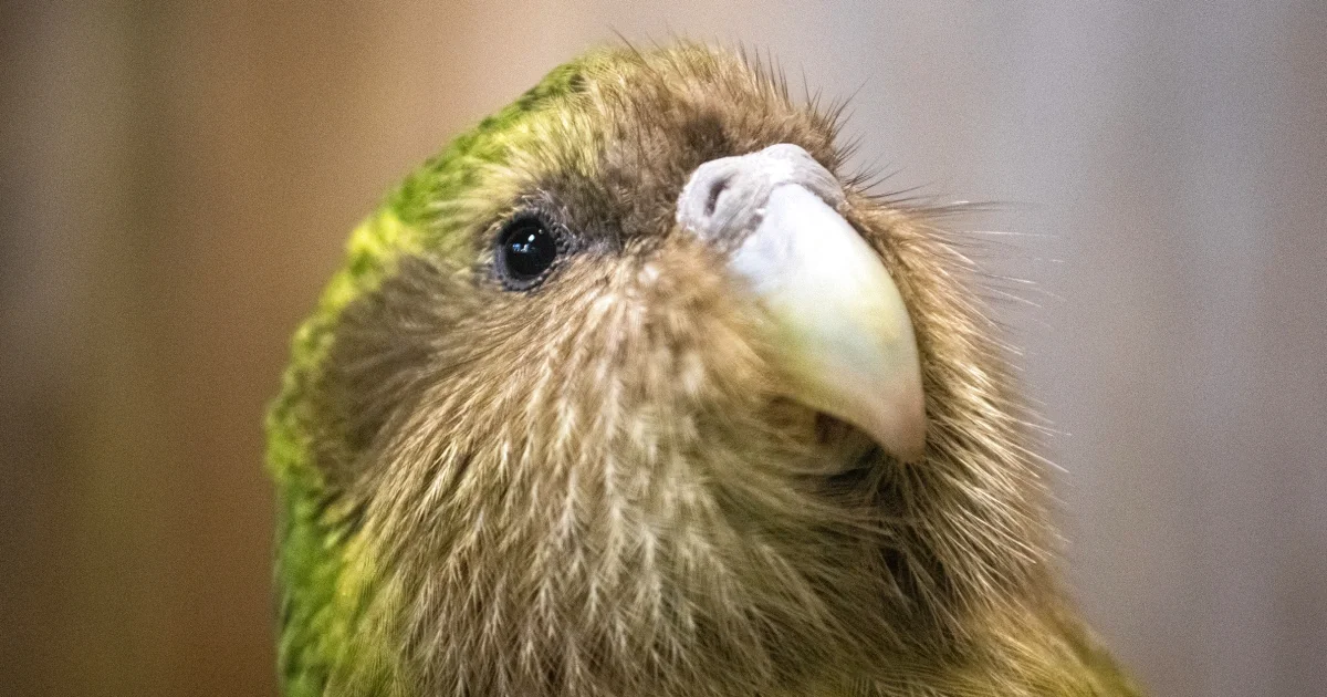 Record Kakapo Chick Boom Lifts New Zealand Population to 325