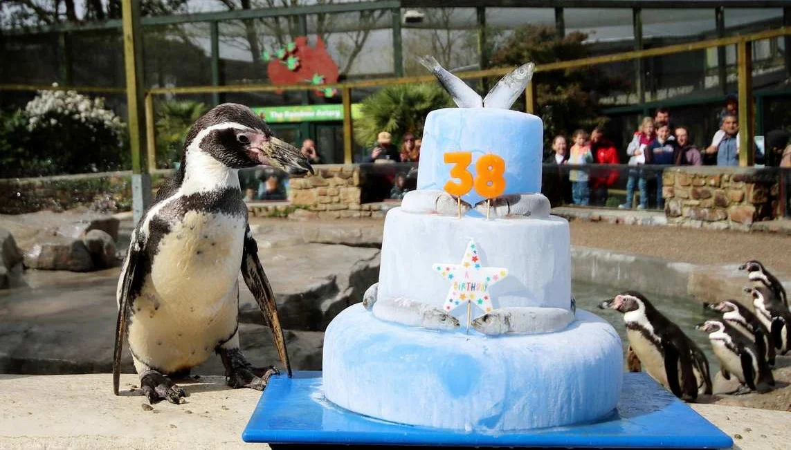 Oldest Humboldt Penguin Turns 38, Celebrated with Fish Ice Cake