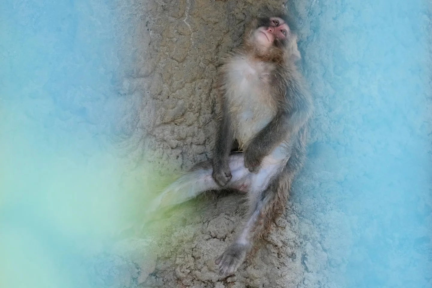 Orphaned macaque Punch celebrates first birthday with 2,500 cards