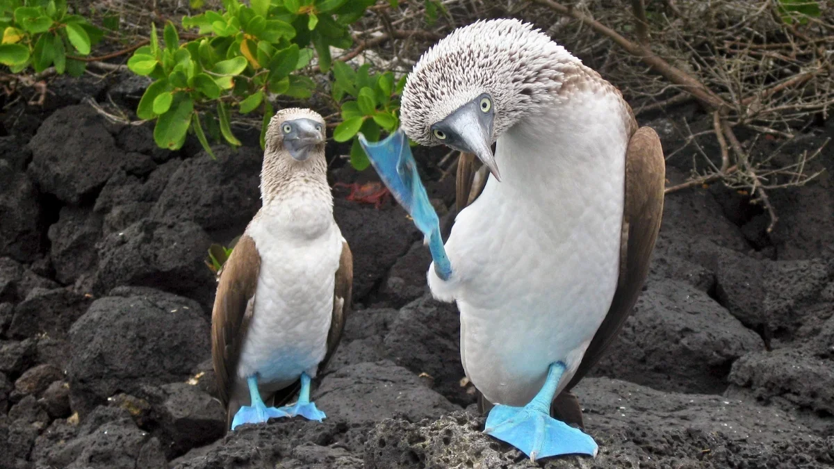 Across Species, a Shared 2 Hz Signaling Beat Emerges