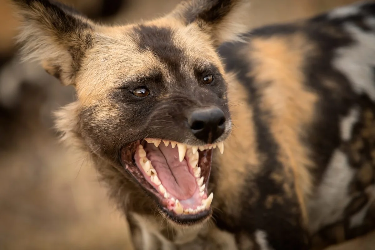 When Packs Strike: Ten cooperative hunters that outsize their prey