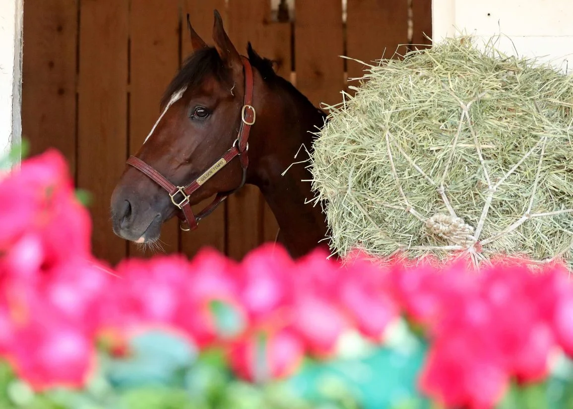 Golden Tempo Skips Preakness, Eyes Belmont Stakes