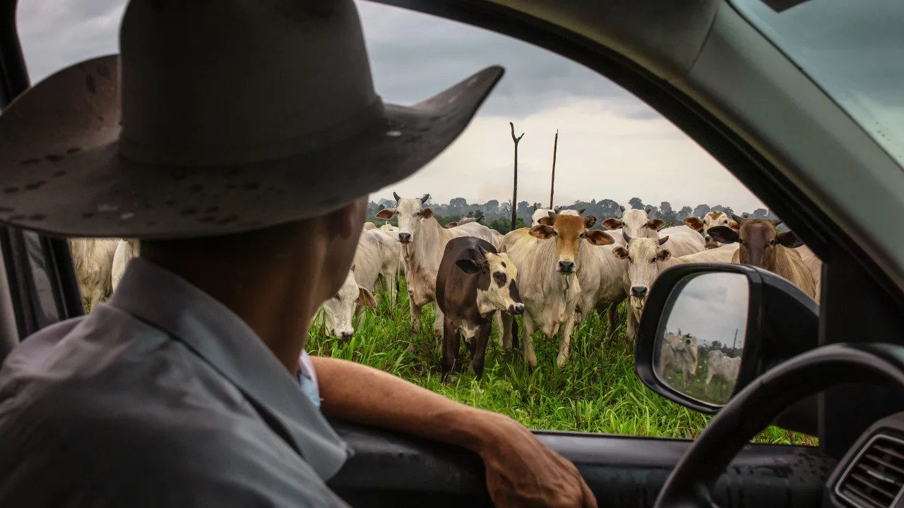 Drought-Driven Cattle Shortage Keeps Beef Prices High for Years