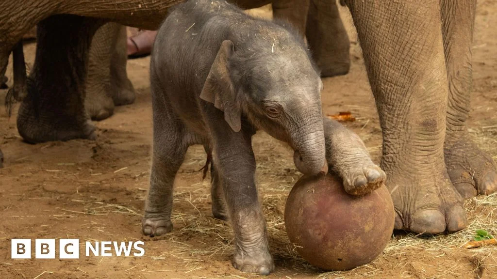 Endangered Asian elephant calf born at Whipsnade Zoo, offering conservation hope