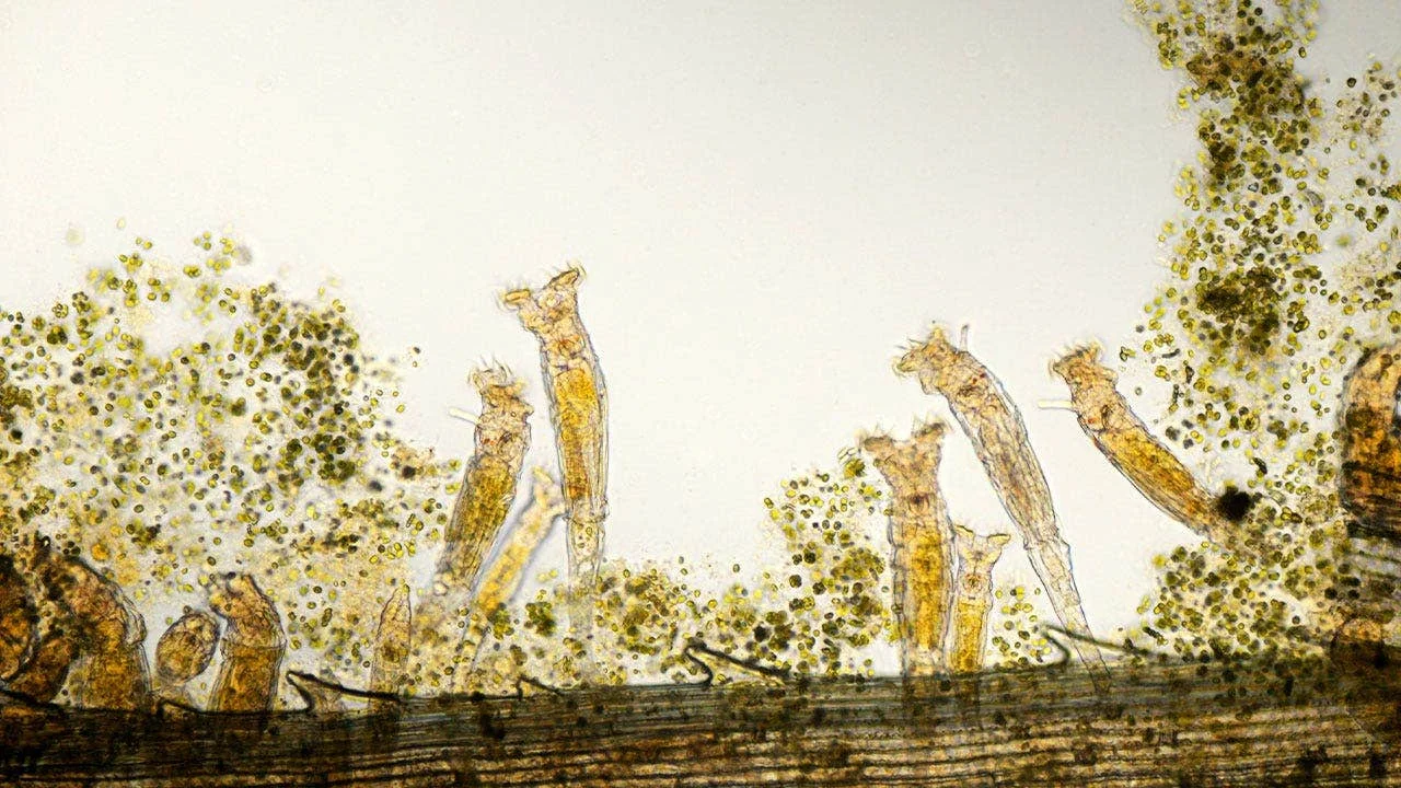 24,000-Year-Old Rotifer Revived From Siberian Permafrost Demonstrates Cryptobiosis Longevity