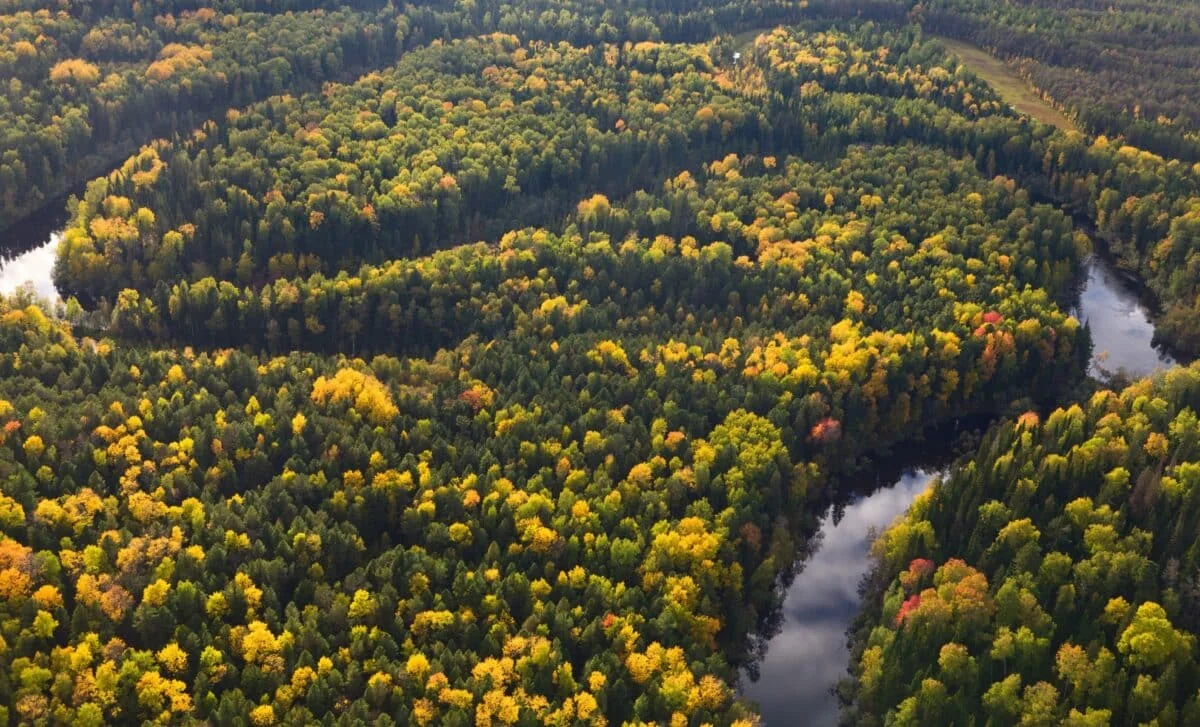 Ancient North Sea Forest Found, Rewriting Doggerland’s Ice Age Timeline